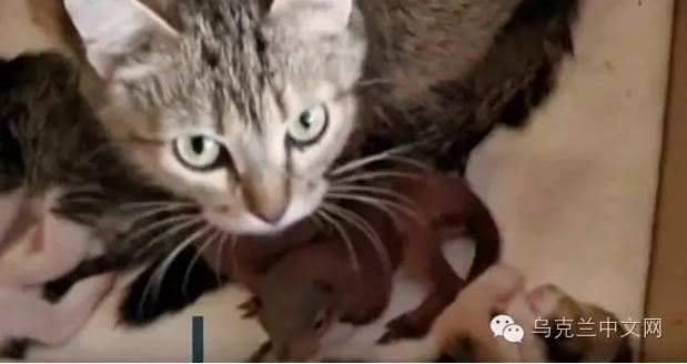 乌克兰爱心猫咪妈妈收养一对松鼠宝宝
