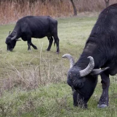 敖德萨南部地区引进喀尔巴阡水牛