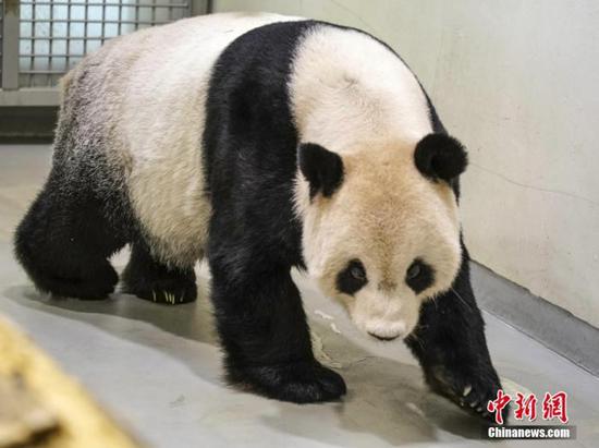 Giant panda Tuan Tuan suffers 4 seizures: Taipei Zoo