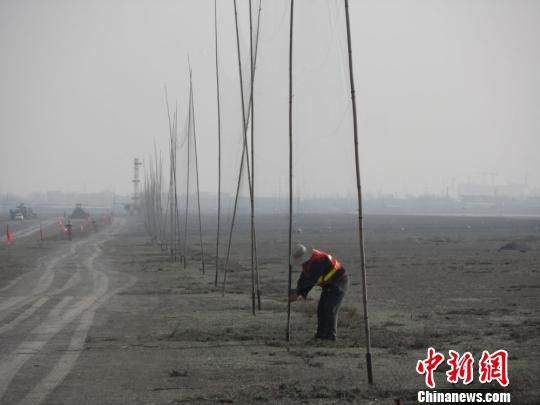 图为乌鲁木齐机场架设粘鸟网驱赶鸟类。 资料图 摄