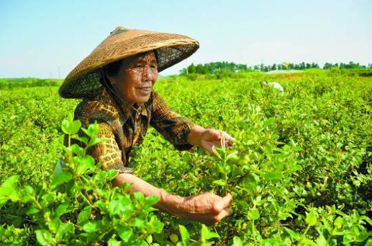 2013年6月1日，在湖南省桂阳县方元镇上谷田金银花种植基地，工作人员正采摘金银花。