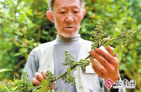 花椒是新生活的希望 特派记者 黄兴鸿 摄