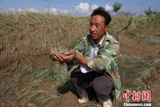 甘肃环县16日突遭冰雹袭击，灾害发生10小时后，路边的冰雹仍未消融。 李文 摄