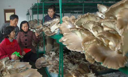 朝鲜掀起蘑菇栽培热潮开发蘑菇增产新技术（图）
