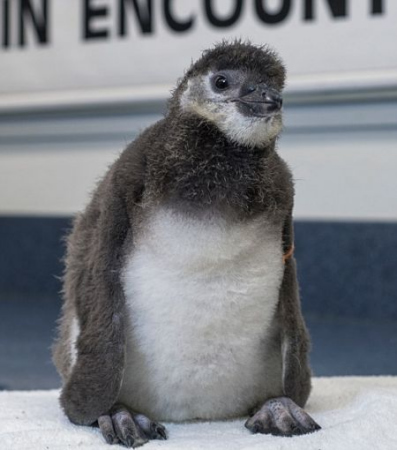 世界首只试管企鹅在美诞生由冷冻精子受孕而生