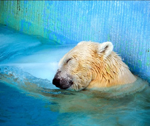北极熊夏日收冰块“大礼”抱着冰块游泳（图）