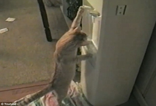 聪明猫咪难耐暑热用饮水机接水喝萌趣可爱（图）