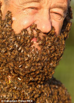 密集恐惧症噩梦加拿大举办蜜蜂胡子比赛（图）